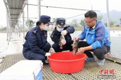 广东清新桂花鱼实现首次出口